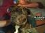 Blanding af racer Rocco