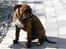 Blanding af racer Chili * Himmelhund*