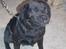 Labrador retriever Baloo - Voksne baloo