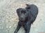 Labrador retriever Baloo - Tuddelu