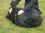 Labrador retriever Baloo - Han elsker det!!!!