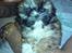 Shih tzu Buffy