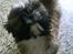 Shih tzu Buffy