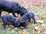 Labrador retriever Nicki