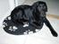 Labrador retriever Nicki