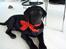 Labrador retriever Nicki