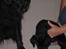 Labrador retriever Nicki