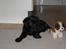 Labrador retriever Nicki