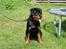 Rottweiler V.Hause Luna's Dark Angel