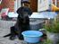 Labrador retriever Frede