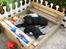 Labrador retriever Frede - mig og mor i sandkassen