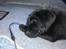 Labrador retriever Frede - Man kan jo gå hen og blive lidt træt når man er lille.