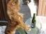Cavalier king charles spaniel Cavalots Elvis - Elvis nyder vores ferie i sommerhus :)