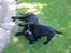 Labrador retriever Frede - Jeg kunne godt klare mor selvom jeg ikke var så stor