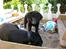 Labrador retriever Frede