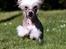 Chinese crested hårløs Penni R.I.P. - Velkommen til min flyvende profil ;o)