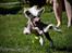 Chinese crested hårløs Penni R.I.P. - Penni i fuld leg