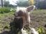 Chinese crested hårløs Penni R.I.P. - Nyder det gode vejer