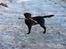 Labrador retriever Frede