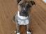 Amerikansk staffordshire terrier Tyta R.I.P 