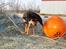 Blanding af racer Samson