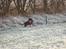 Blanding af racer Samson