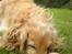Cocker spaniel Mush-Mush - Vil du lege ?? ;p