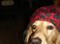 Cocker spaniel Mush-Mush - gangsta! xD