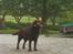 Labrador retriever Molly<3 - Vil du lege??!!! xD