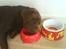 Labrador retriever Molly<3 - Molly kan godt li´mad! hehe