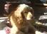 Cocker spaniel Mush-Mush - Mush stener i solen <3