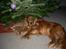 Cocker spaniel Tayson