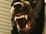 Labrador retriever Nynne ;-)
