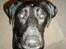 Labrador retriever Manse Danefeld