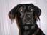 Labrador retriever Manse Danefeld