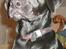 Labrador retriever Manse Danefeld