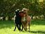 Labrador retriever Nynne ;-) - Leg i haven.