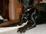 Labrador retriever Manse Danefeld
