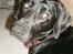 Labrador retriever Manse Danefeld