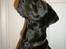 Labrador retriever Manse Danefeld