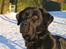 Labrador retriever Nemo - dejlige dreng. helt nyt billed fra 2009