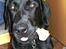 Labrador retriever Nemo - meeeget stolt af sit kødben. 5 måneder