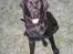 Labrador retriever Nemo - En glad dreng 2009