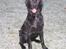 Labrador retriever Nemo - første gang i sne.. 2009