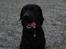 Labrador retriever Nemo - Fine lille dreng. ude og gå tur. 2009