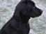 Labrador retriever Nemo - fået øje på noget... 2009