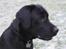 Labrador retriever Nemo - sååh fint er hovde. 2009