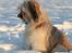 Pyrenæisk hyrdehund Coco