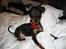 Dvaergpinscher Rødkildes Scirocco