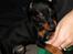 Dvaergpinscher Rødkildes Scirocco